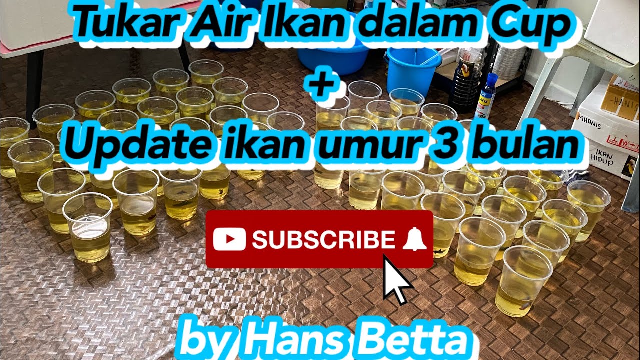 Tukar Air Ikan Dalam Cawan Plastik Ikan Laga Umur 3 Bulan Youtube