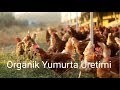 KOR ORGANİK - TAVUK ÇİFTLİĞİ  - ORGANİK YUMURTA ÜRETİMİ