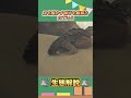 【モンハンワイルズ】バーラハーラって知ってる?【生態解説】#モンハン