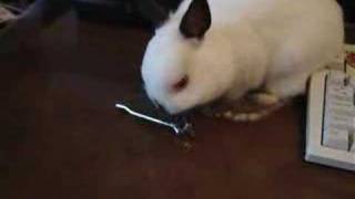 Rabbit vs nail clipper