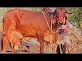 👌गुजरात की #गीरगाय || #Gircow Yadav Dairy Farm Patan || Female Calf ♥️