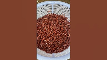 Cá lóc bông giống #cá_giống #trại_cá_giống_út_me #cá #fish 0909770509