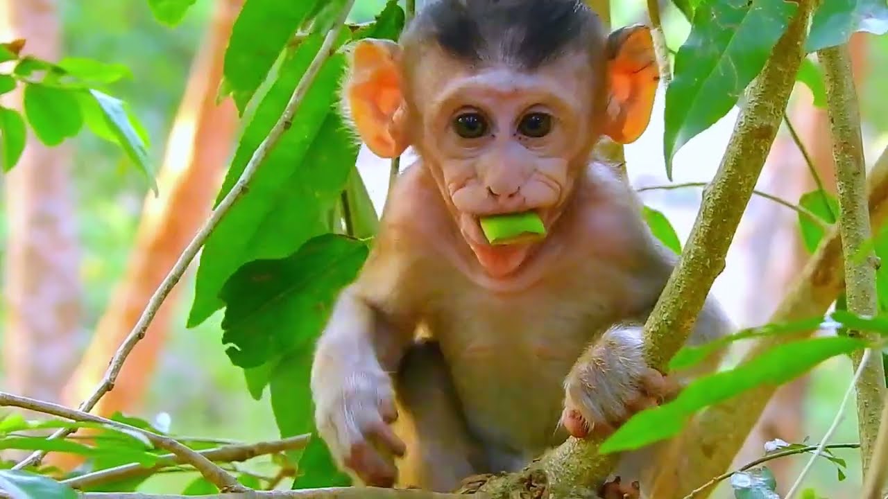 ...SO CUTE MONKEY...!