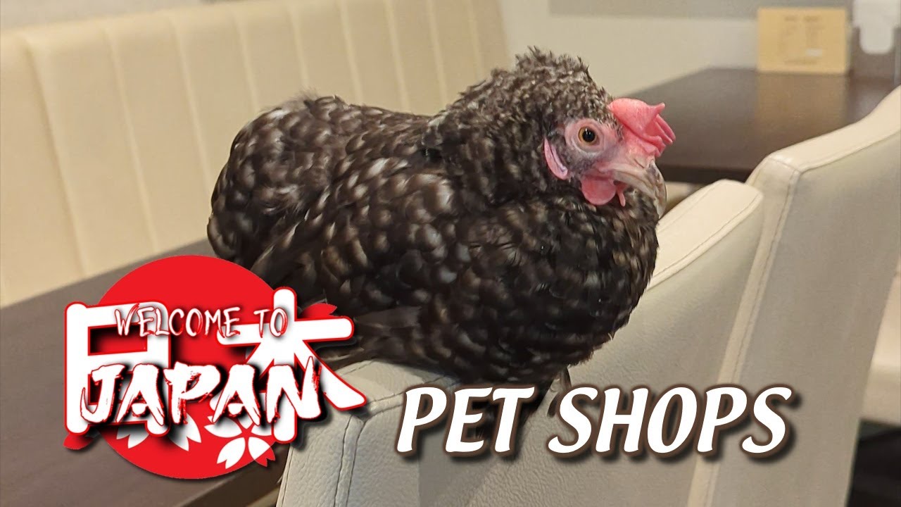 Japan Pet Shops YouTube