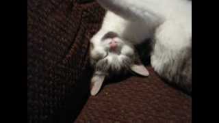 Chuck the Cat is a twisted mess! by pjk033 2,066 views 11 years ago 35 seconds