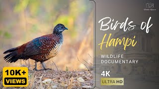 Birds of Hampi | Wildlife Documentary & Photography | 4K Video