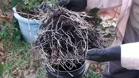 Pt 2|How To Propagate Blackberries|Rooting Results