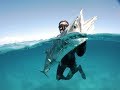 Spearfishing Northern NSW and South East QLD 2