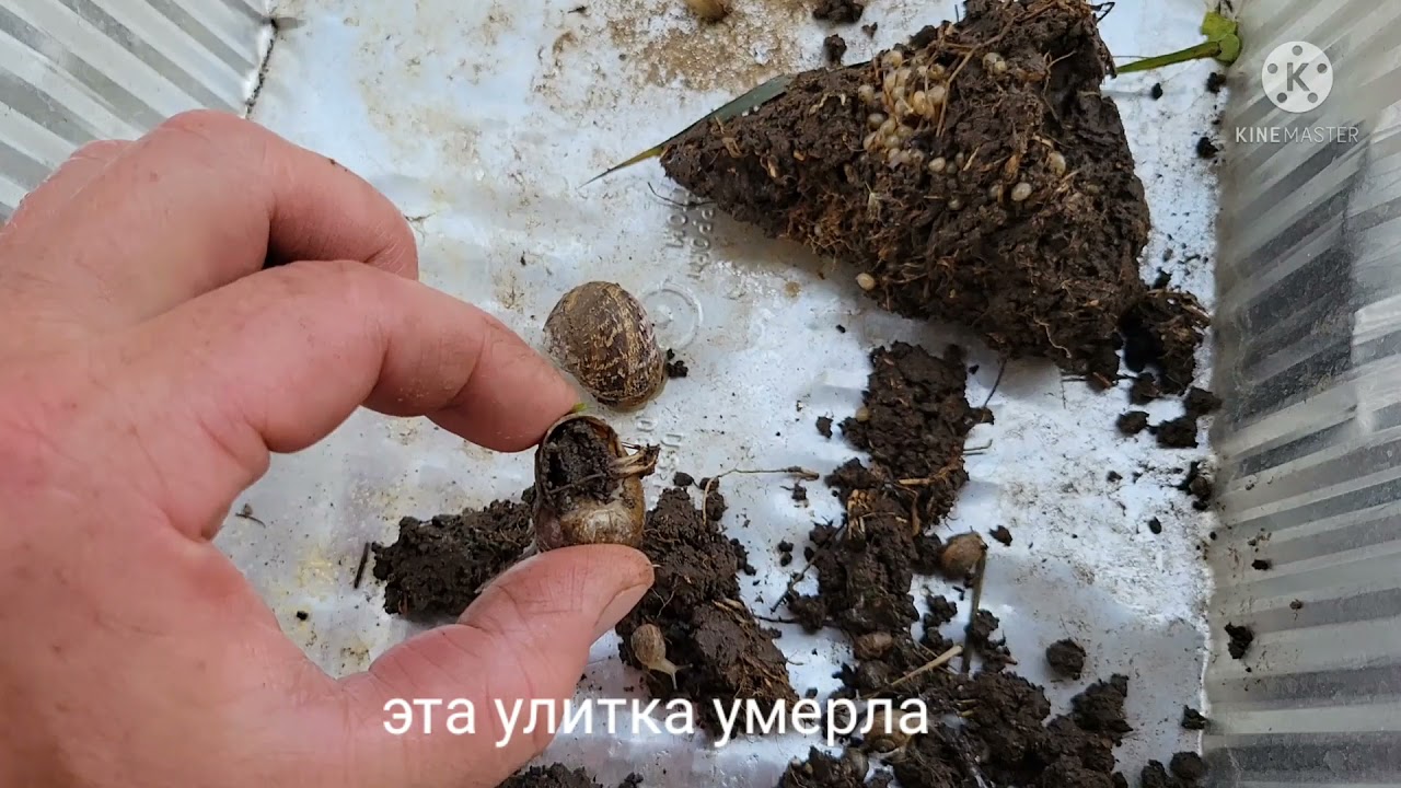 Улитка Helix Aspersa