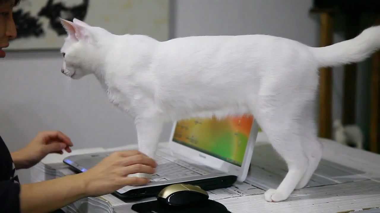 白猫のオッディはパソコン作業は必ず邪魔するにゃ Qbc Youtube