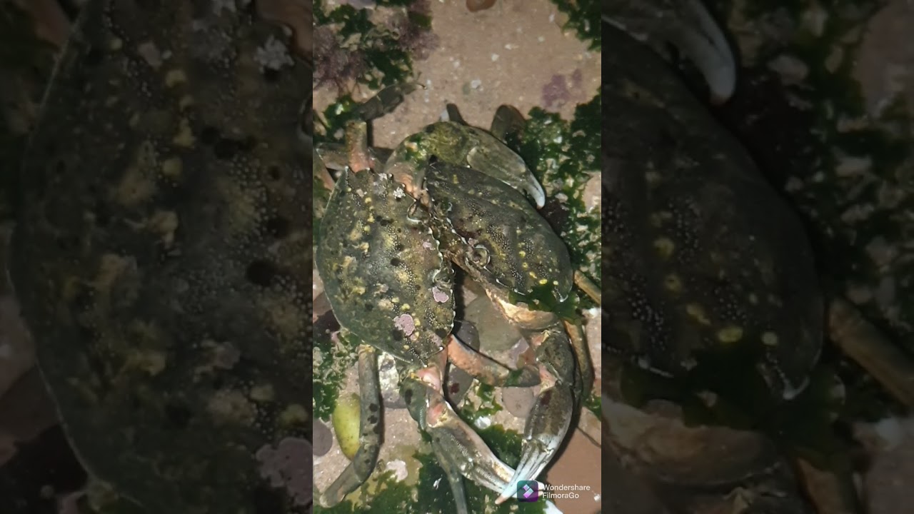 a short Crab love story 