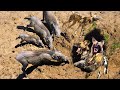 OMG! The wise raid! Wild dogs dig a tunnel to pursue Warthog to the end