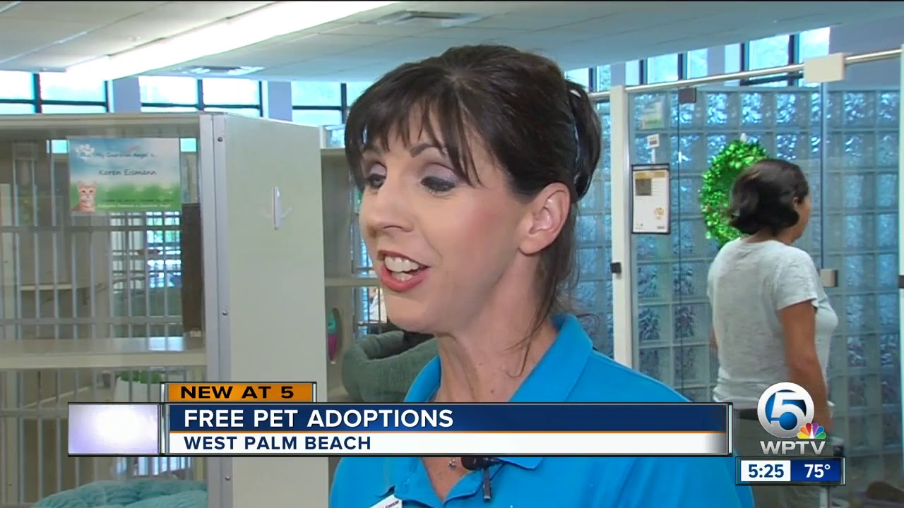 Free pet adoptions in West Palm Beach YouTube