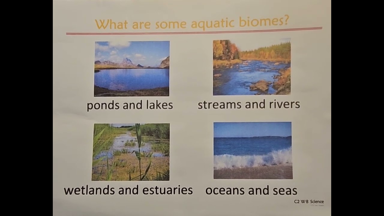 Classical Conversations Cycle 2 Week 8 science aquatic biomes tune: amazing grace 