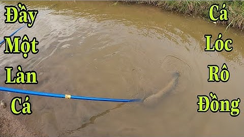 Kích Cá Dọc Kênh Mương Săn Cá Lóc khủng Cá Rô Đồng Cá Chép Đầy Kịch Tính | TrườngTL
