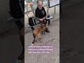 arrêtez de vouloir caresser tous les chiens vous ne savez pas l'éducation que le chien a eu