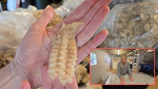 Skirting wool, working with Camel fiber, and plenty of carding and handspinning.