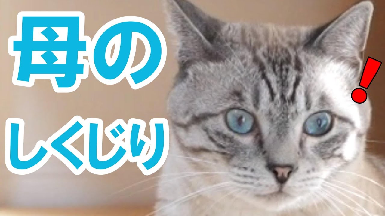 【お譲りする方決定致しました】猫コタツ ネコ好きに愛されて累計5,500箱突破！日本初の猫専用こたつ付きみかん