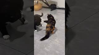 Animal Reactions Everyone Loves For Stress Relief