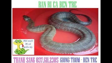 Trại Rắn Ri cá Bến Tre