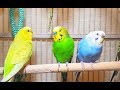 Pleasant American Parakeets Chirping, Singing and Playing. 4Hr of relaxation