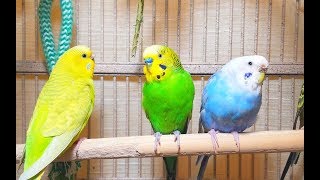 Pleasant American Parakeets Chirping, Singing and Playing. 4Hr of relaxation