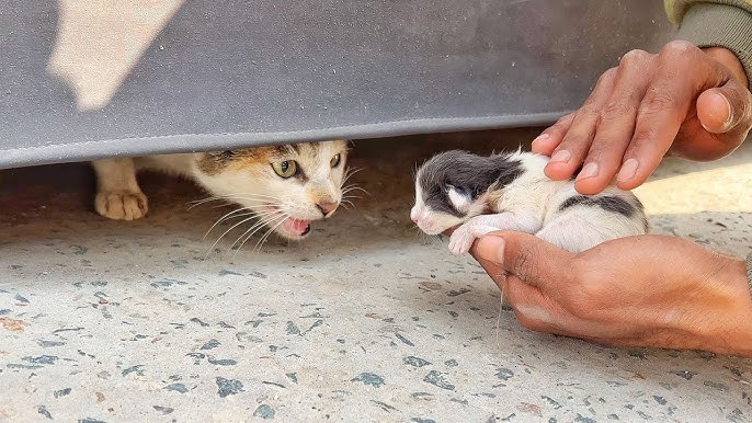 A worried mother cat feared someone would take her kitten, but her trust  was slowly earned.