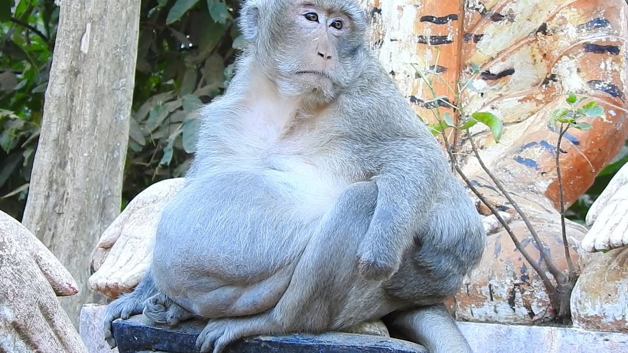 Fat father Charlie is sitting sad hungry food at evening, Monkey big stomach alway hungry food