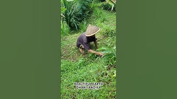 super sharp tool for picking grass by village farmers #shorts