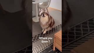 Finnish Lapphund Pup #shortsvideo #dog #cute #funny #adorabledog #cutedog