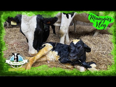 Maargies vlog 86: extra strohokken kalveren, kalfje geboren, operatie koe en natuurwerkdag Diever