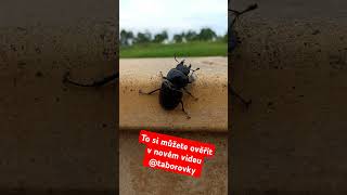 Nové Video Ze Sérií Učíme Se S Taborovkami Je Na Světě, Tentokrát Děti Budou Poznávat Hmyz.