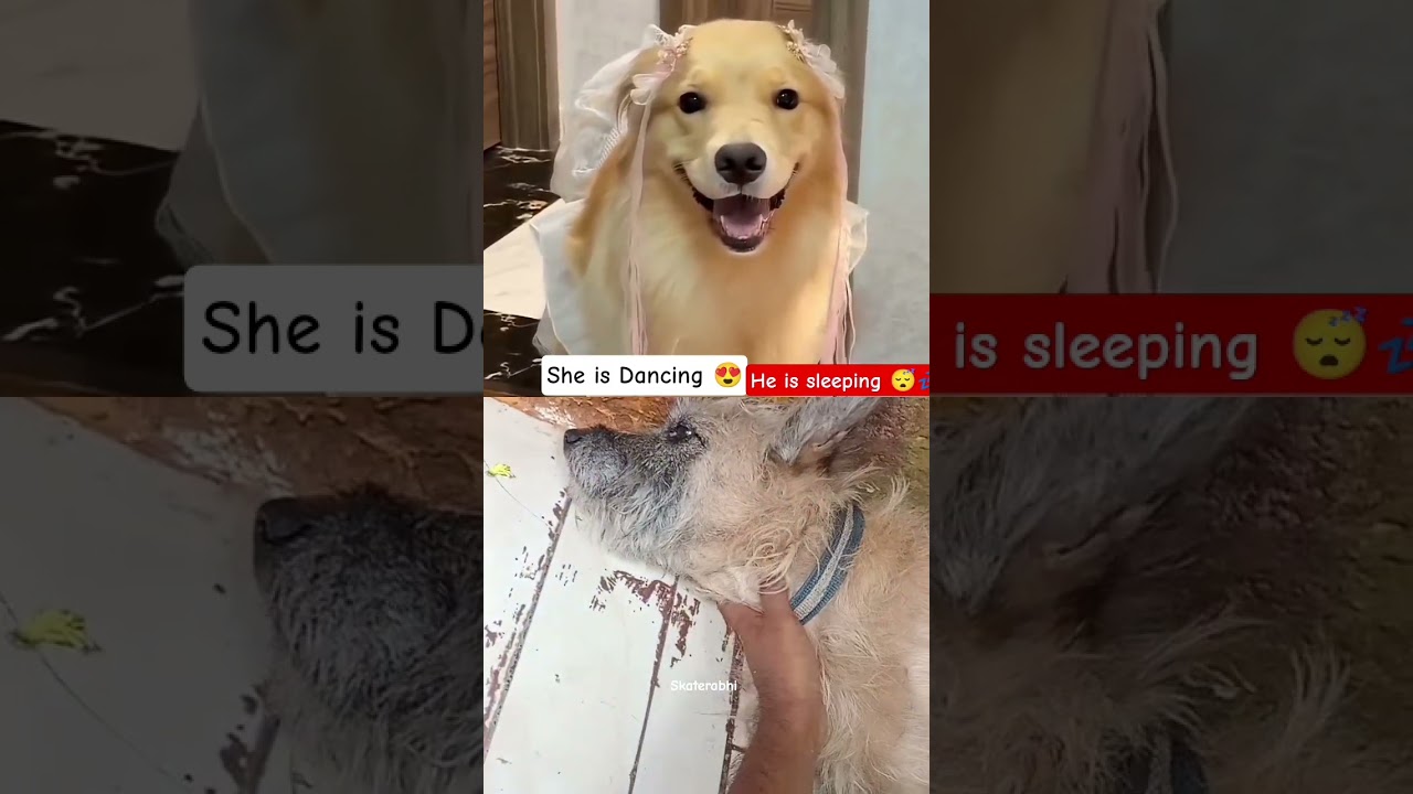 My boy is Always sleeping 😪😴#funnymemes #fuunycomedy #comedy #petlove #cute #pets #funnypost