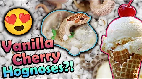 Fancy Baby Hognose Snakes Hatching!!