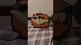 Christmas Big mouth billy bass country version Sings jingle bells and up on the housetop.