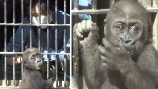 Gorilla⭐️ A zoo keeper made baby food to help little baby gorilla's grow.【Momotaro family】