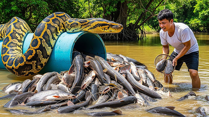 Harvesting 1000+ Giant Anaconda Catfish in Deep Hole - Amazing Fishing