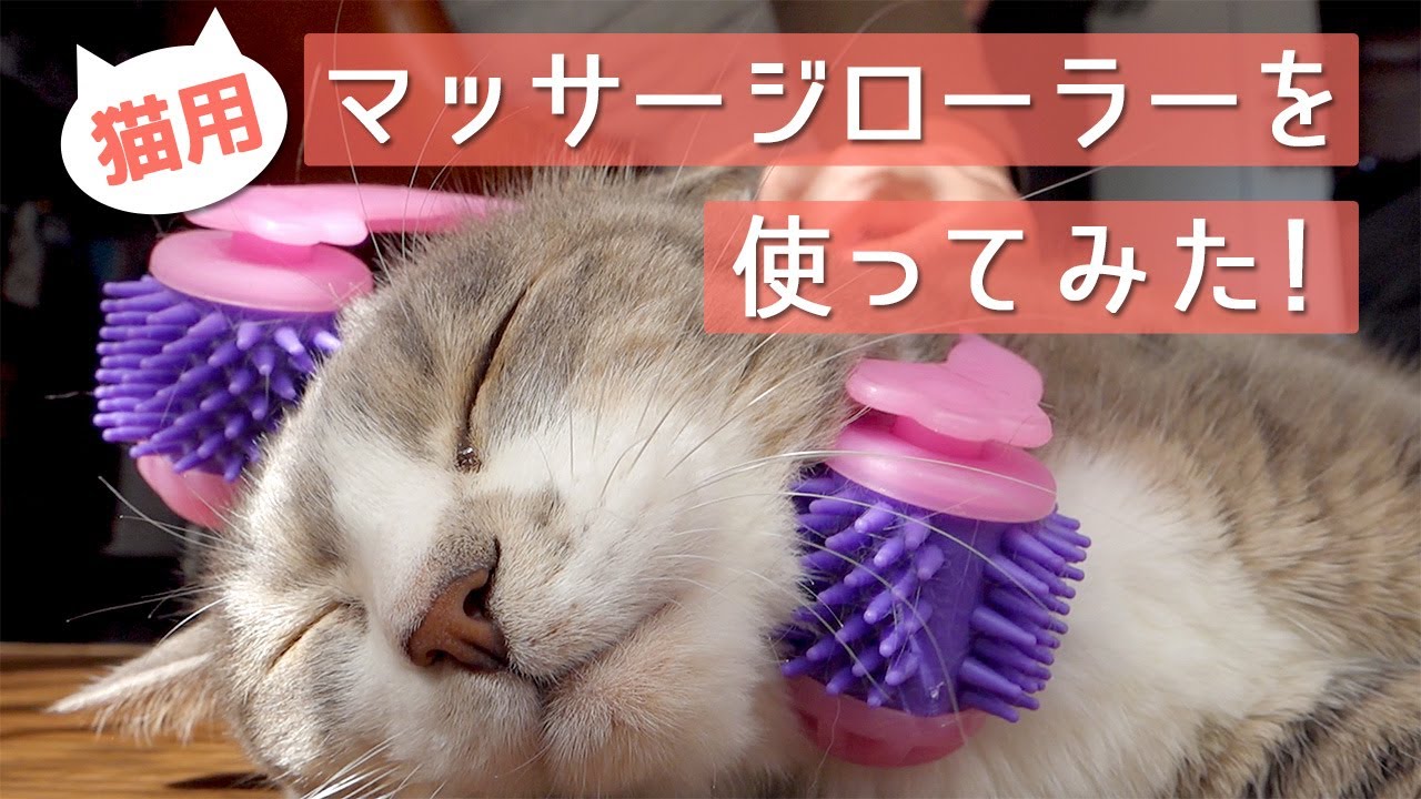 猫用マッサージローラーを使ってみた Youtube