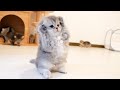 This kitten challenges his owner to a fight but quickly gives up - so cute!