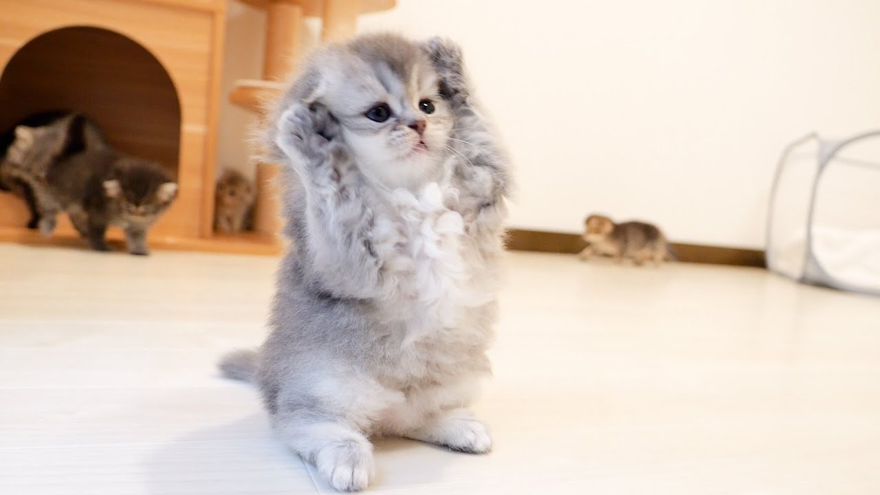 Этот котенок вызывает своего хозяина на драку, но быстро сдается — так мило!