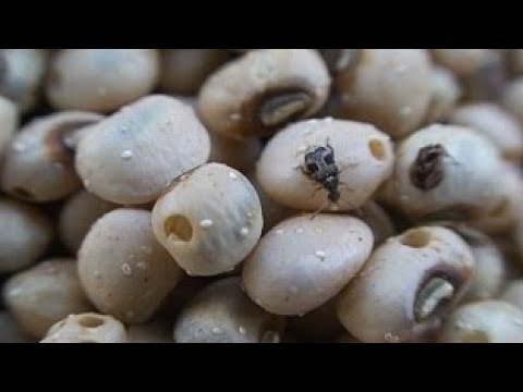 Storing cowpea seed (Summary)