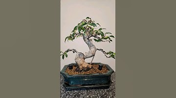 Watch until the end🙏🏼💚 #bonsai #fyp #ficus #timelapse #progress #wire #bend #prune #schweiz #diy