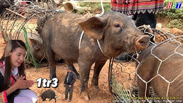 CHỢ NGUYÊN SƠ MIỀN NÚI ĐẦU NĂM 2024 - CHỢ PHIÊN CỐC LY ĐẶC BIỆT