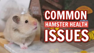 Common Hamster Health Issues