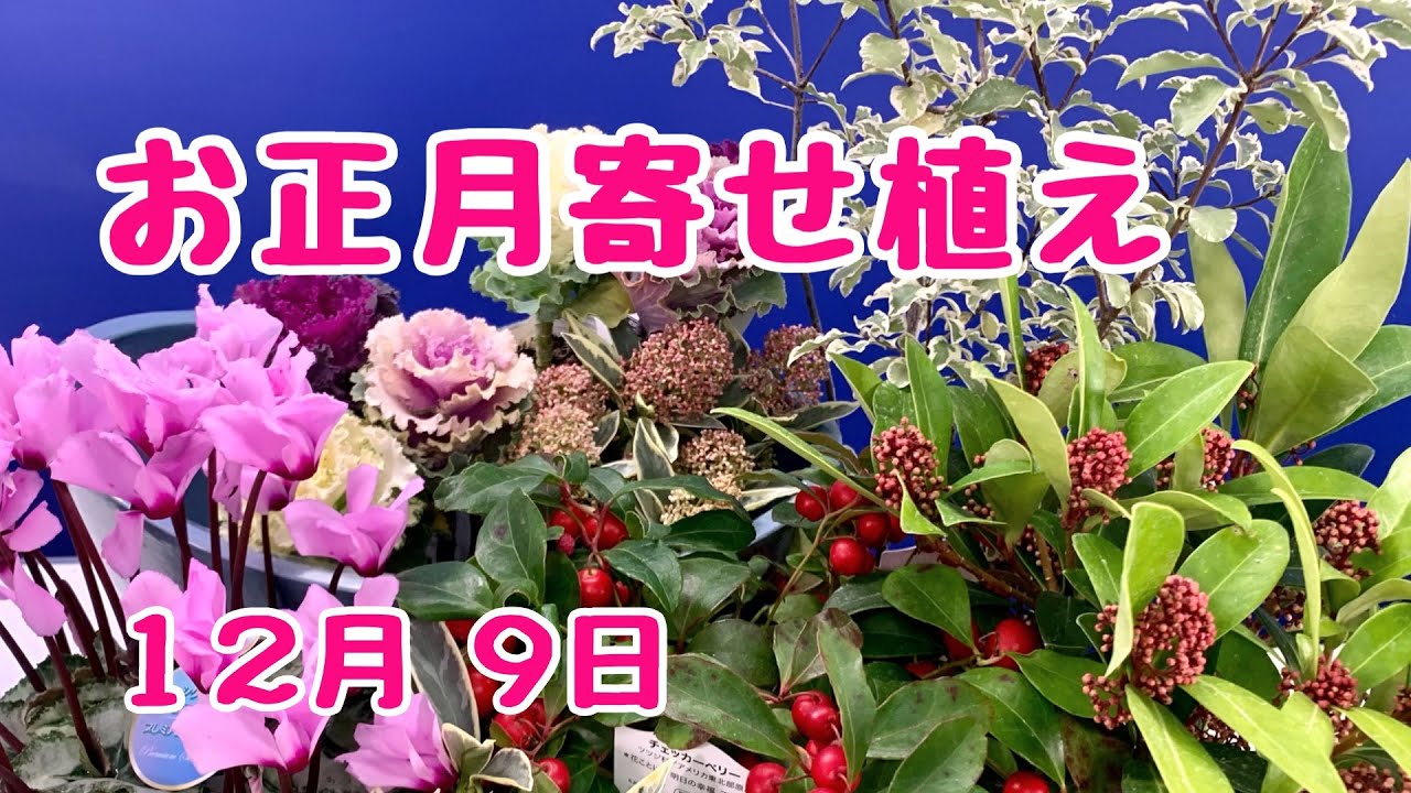 正月寄せ植え スキミア #葉牡丹 #ギャザリング #プランツギャザリング