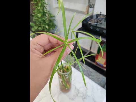 Video: Umbrella Plant Care - Züchten von Cyperus-Umbrella-Pflanzen im Innenbereich
