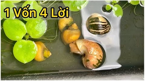 Chia Sẻ Cách Nuôi Ốc Táo Vàng Sinh Sản