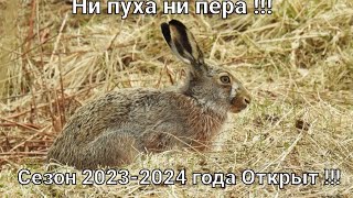 Охота на зайца-русака. Сезон 2023-2024 гг открыт !!!  " Чернотроп ".