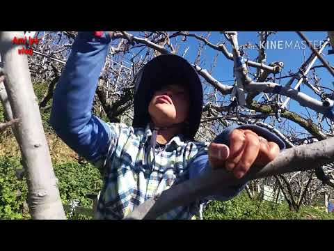 Video: Memotong Pohon Pir: Tips Memangkas Pohon Pir