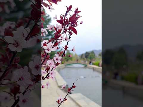 Kokernag Garden 🪴🌸❤️ #shorts #ytshorts #kashmirbeauty #viralshorts #trending